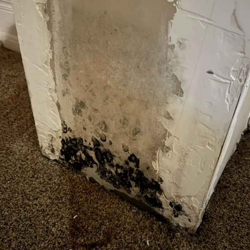 Professional Mold Removal in Martin County, KY
